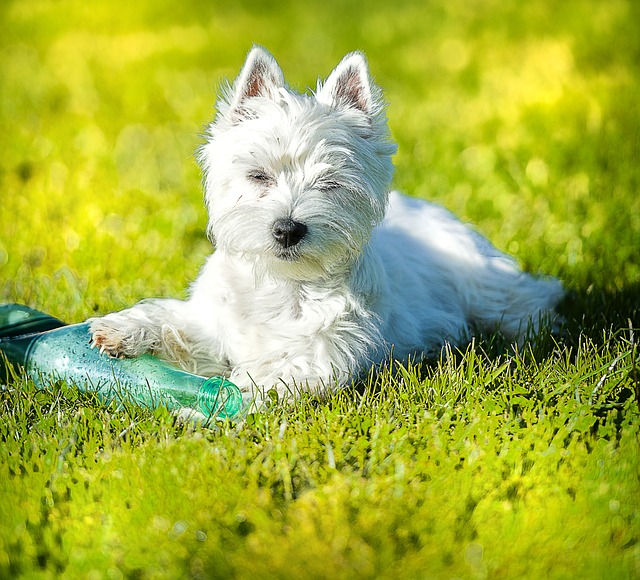 A picture of a wonderful Westie!
