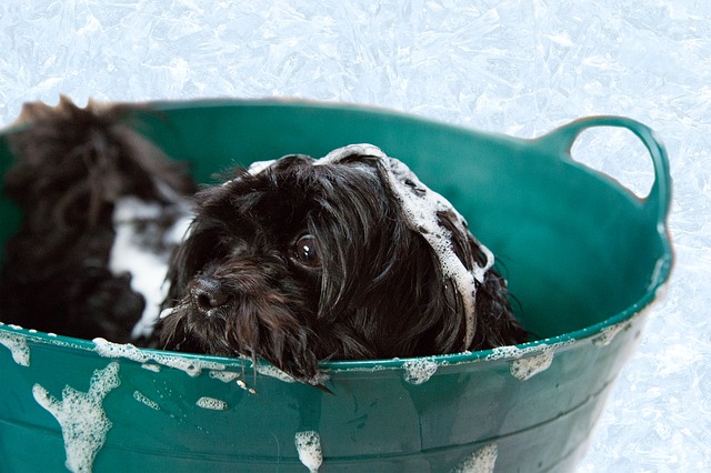 Image of Dog Shampooing at a Dog Grooming Service