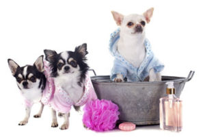 Dog Grooming Service_3