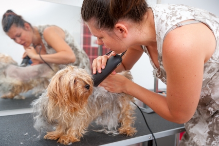  female groomer haircut yorkshire terrier