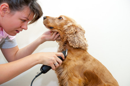 Hook-a-Gate dog groomer at work grooming a Cocker Spaniel.